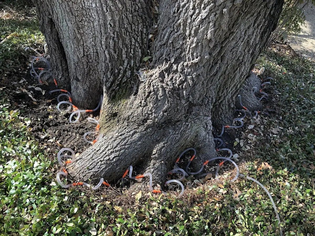 Detailed Tree Cabling and Bracing job site in Neligh